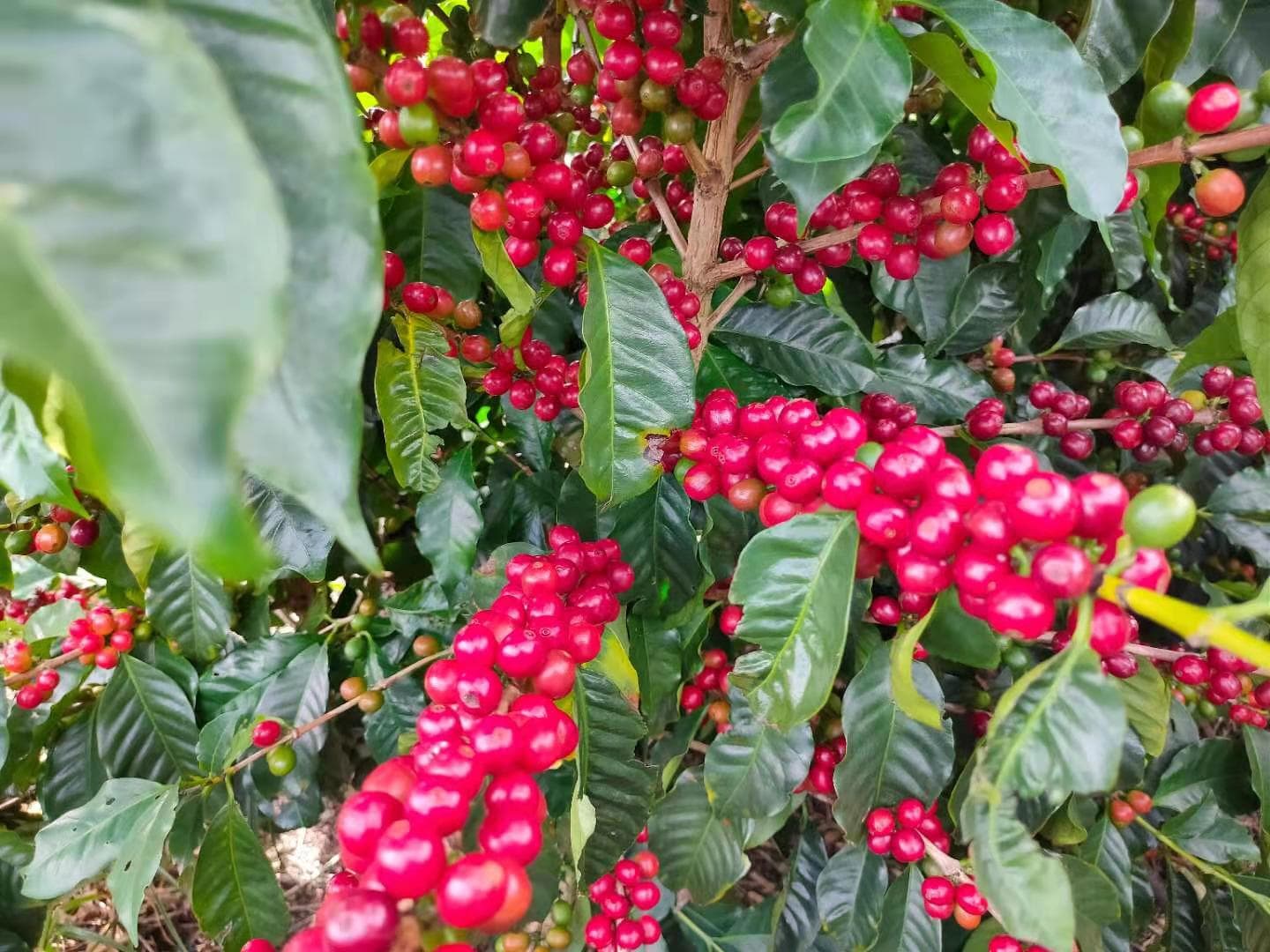 Ripe Coffee Cherries